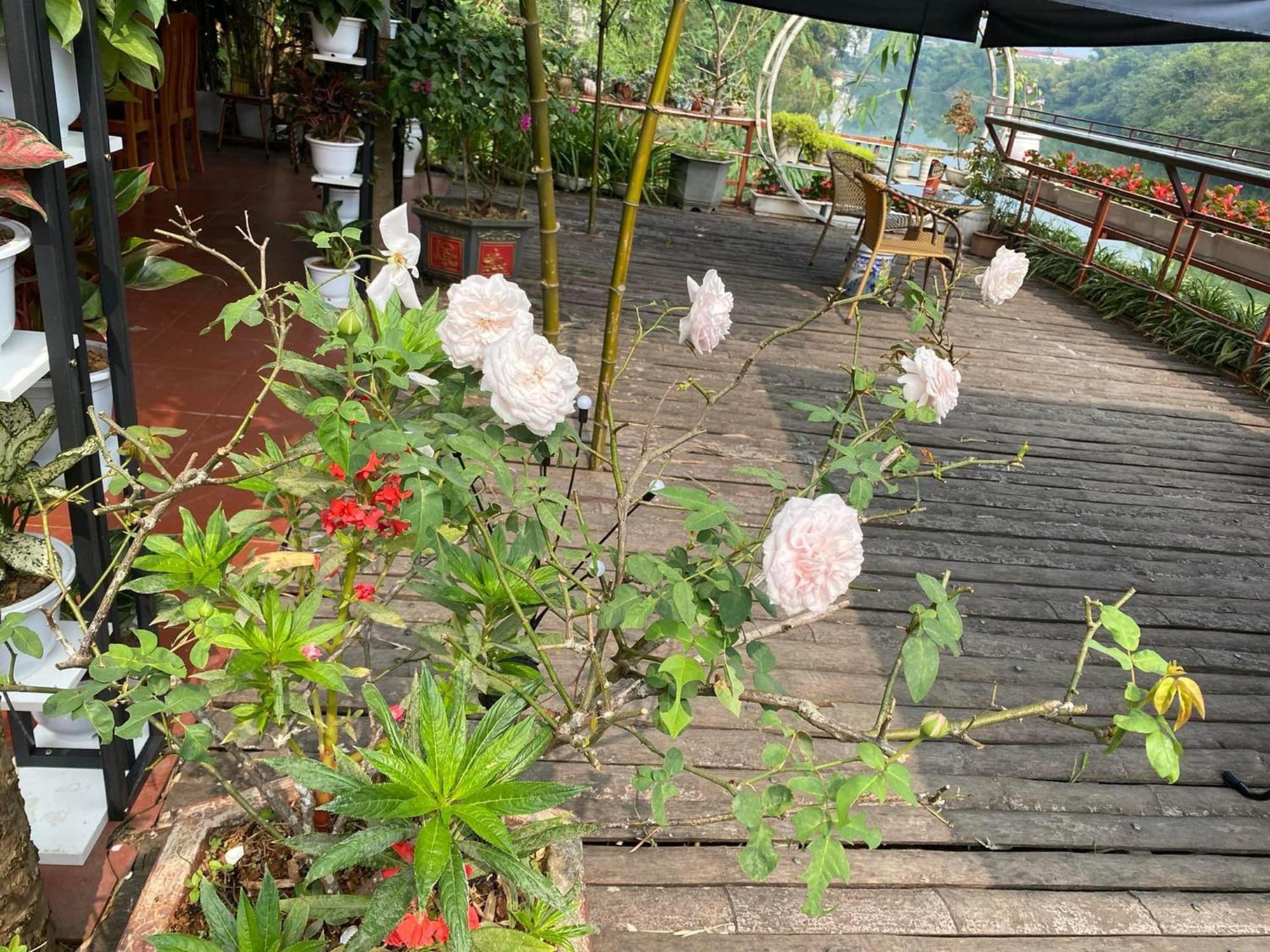 Garden Villa Homestay And Tour Motorbike&Car For Rent Ha Giang Eksteriør bilde